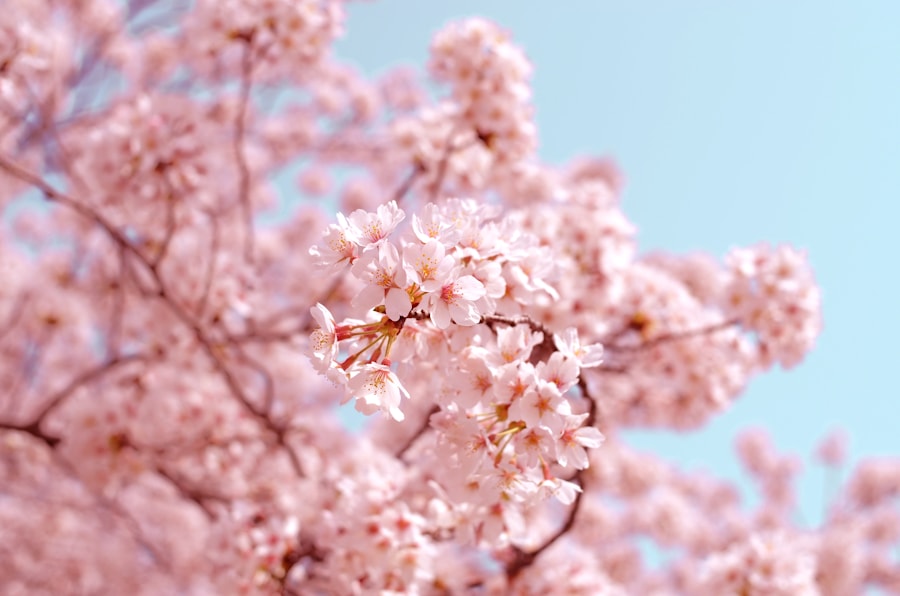 青空の下で咲く桜